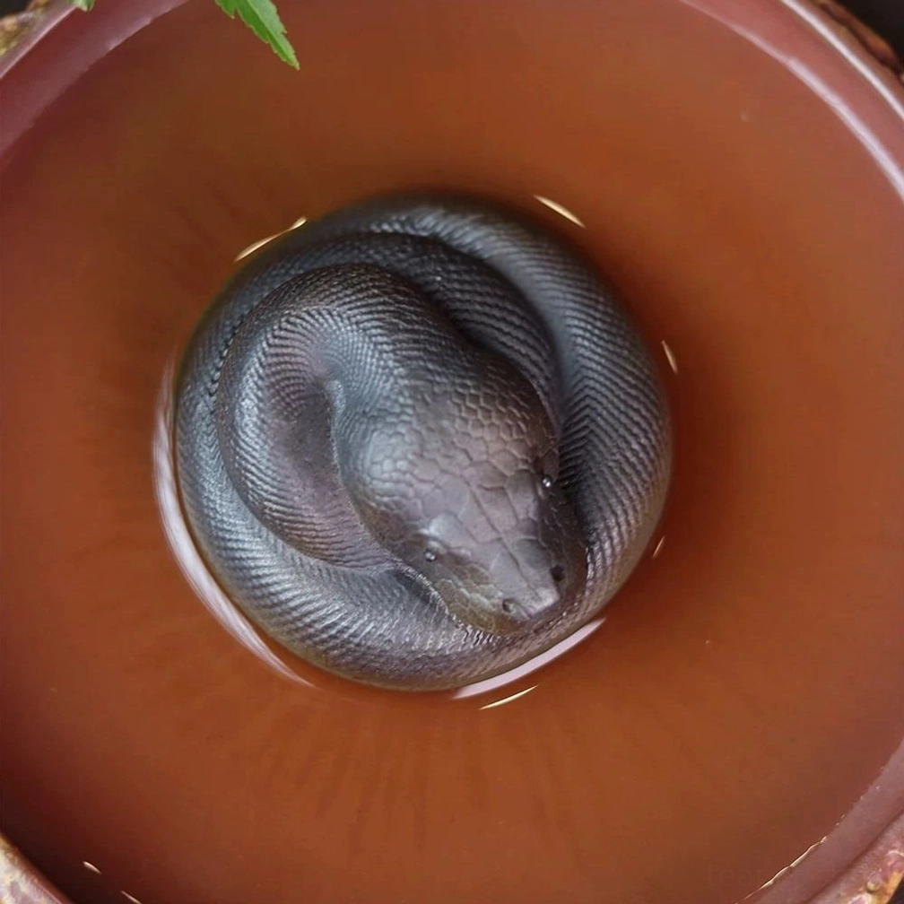 close up of handcrafted zisha coiled snake tea pet scales